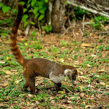 Ecolodge El Sombrero Laguna Yaxha Экстерьер фото