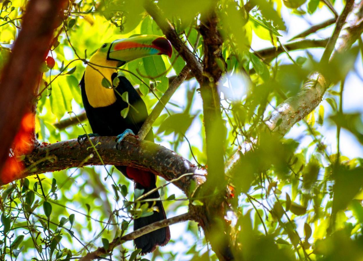 Ecolodge El Sombrero Laguna Yaxha Экстерьер фото