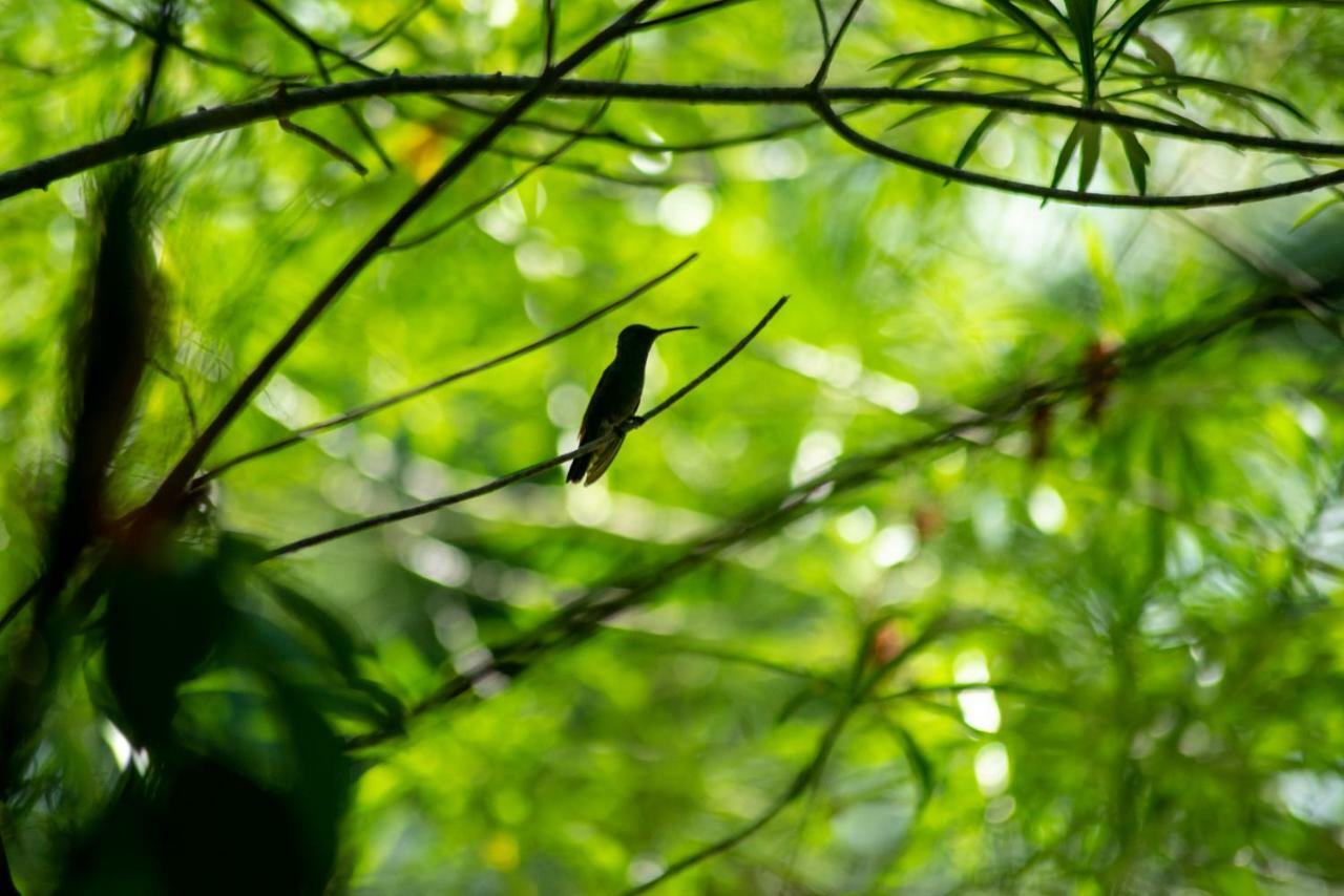 Ecolodge El Sombrero Laguna Yaxha Экстерьер фото