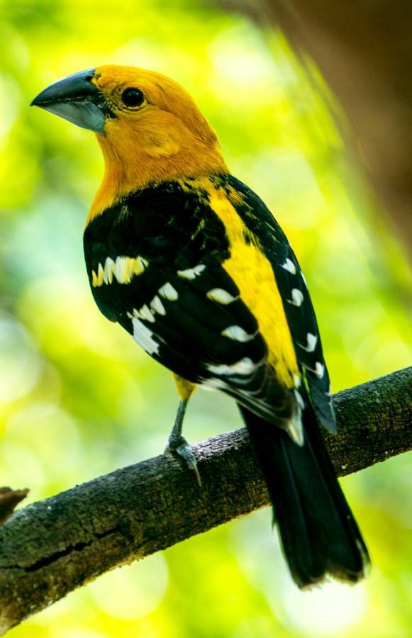 Ecolodge El Sombrero Laguna Yaxha Экстерьер фото